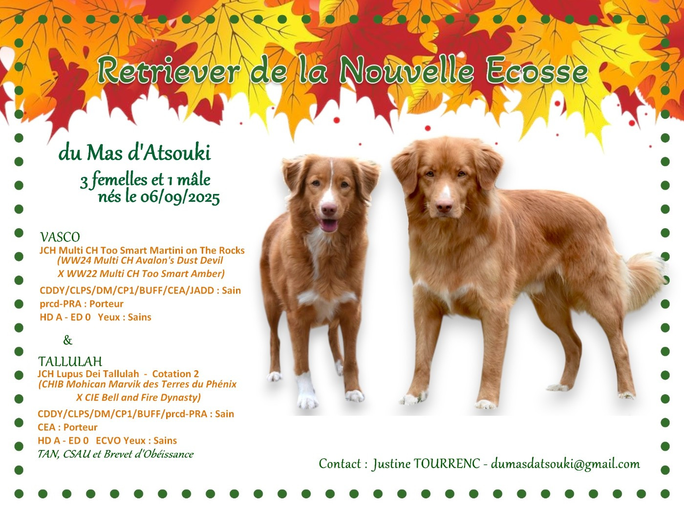 Chiot Retriever de la Nouvelle-Ecosse Du Mas D'Atsouki
